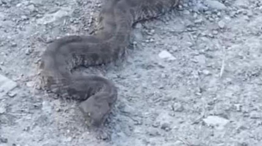 Elazığ'da görüntülenen yılan tedirgin etti