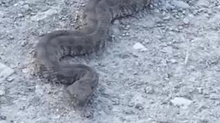 Elazığ'da görüntülenen yılan tedirgin etti