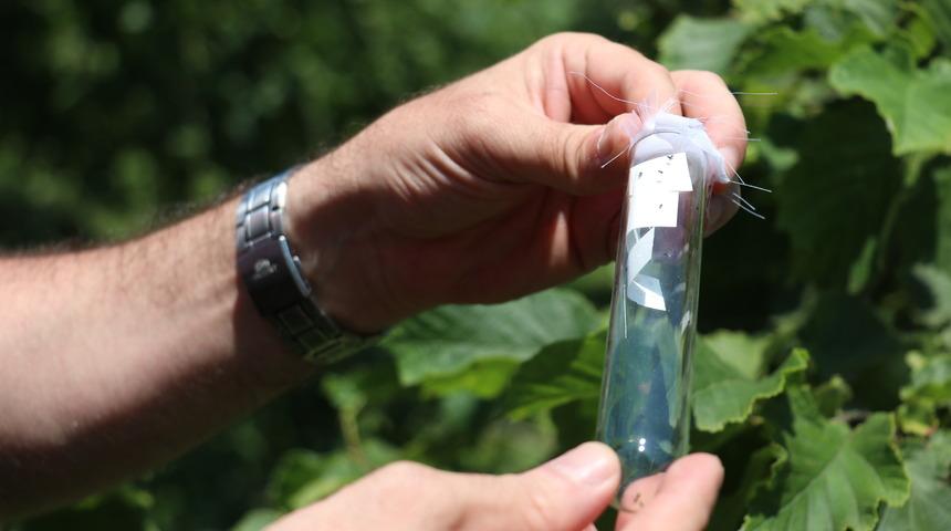 Trabzon'da bir haftada 56 bin samuray arısı doğaya salındı