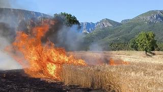 Samsun'da çıkan yangında yaklaşık 11 dönüm buğday ekili arazi zarar gördü