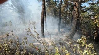 Eskişehir'de ormanlık alandaki örtü yangını büyümeden söndürüldü