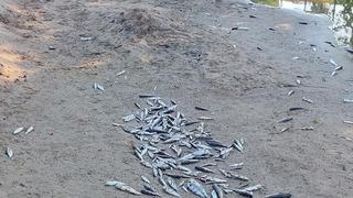 Antalya'da denize dökülen kanalda balık ölümlerine inceleme