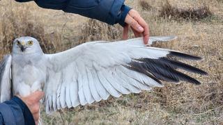 Aras Kuş Cenneti'nde 4 bin 939 kuş ilkbaharda halkalandı