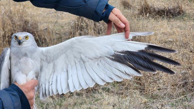 Aras Kuş Cenneti'nde 4 bin 939 kuş ilkbaharda halkalandı