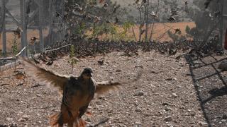 Bu hastalıktan birçok insan öldü! 9000 tanesi doğaya salınacak...