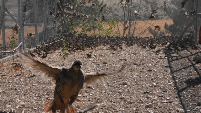 Bu hastalıktan birçok insan öldü! 9000 tanesi doğaya salınacak...