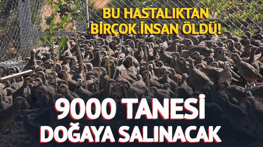 Bu hastalıktan birçok insan öldü! 9000 tanesi doğaya salınacak