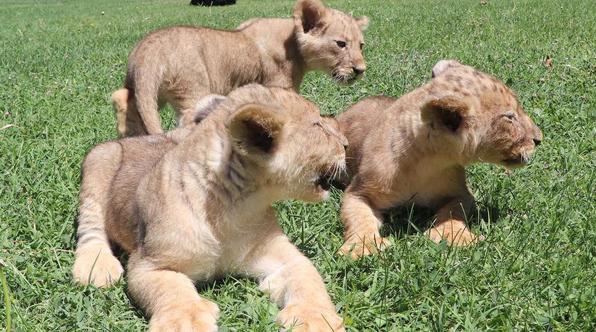 Cumhurbaşkanı Erdoğan'a hediye edilmişlerdi! 3 yavru aslan dünyaya geldi