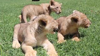 Cumhurbaşkanı Erdoğan'a hediye edilmişlerdi! 3 yavru aslan dünyaya geldi