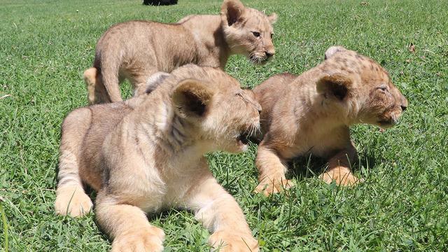 Cumhurbaşkanı Erdoğan'a hediye edilmişlerdi! 3 yavru aslan dünyaya geldi