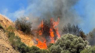 Aydın'da tarım arazisinde yangın! 15 hektar zeytinlik zarar gördü