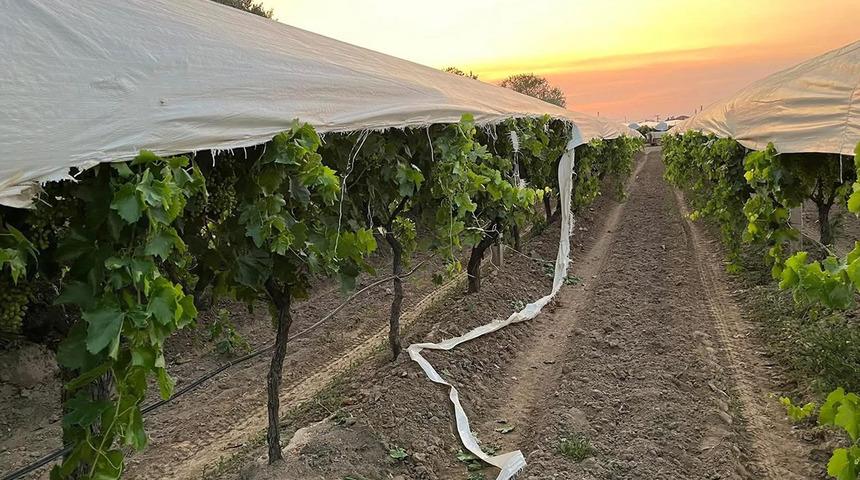Traktör yolunu şaşırdı! Üzüm bağına zarar verdi