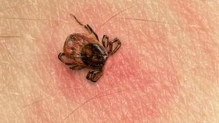 Kene ısırığı vakalarında ciddi artış! 15 gün boyunca kan emerek yaşarlar: Çok hızlı çoğalabilen hayvanlardır 