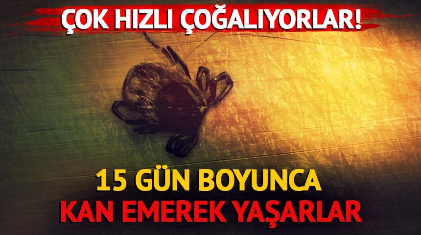 15 gün boyunca kan emerek yaşarlar!