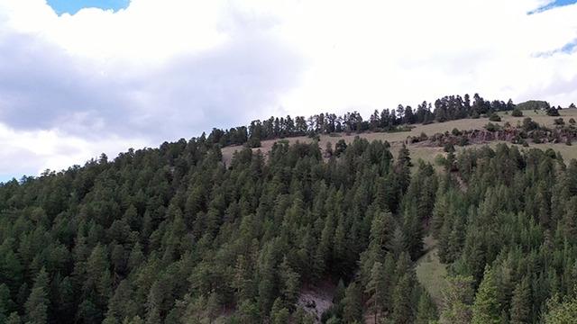 Düzce’de ormanlık alanlara girişler 30 Eylül’e kadar yasaklandı!