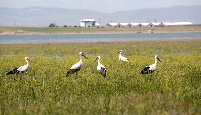 20490641-700x400 Göçmen kuşlar, Muş Ovası'ndaki hareketliliği artırdı