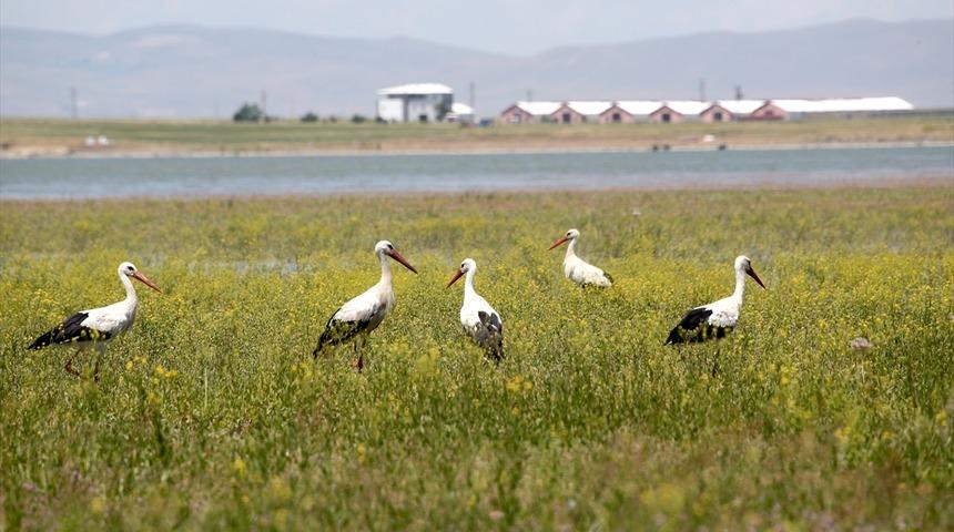 Göçmen kuşlar, Muş Ovası'ndaki hareketliliği artırdı