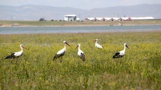 Göçmen kuşlar, Muş Ovası'ndaki hareketliliği artırdı
