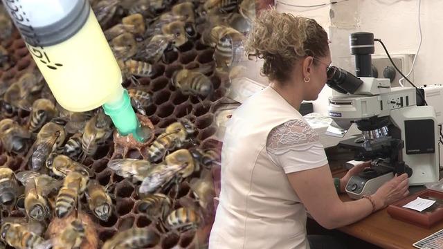 İnsanlık için önemli bir buluş! Arı sütü mucizesi: Kısırlığı tedavi edebilir! Çalışma Amerika'da yayınlandı...