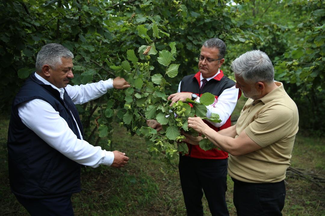 Ordu da 2025 fındık rekoltesi için tahminler yapılıyor 3
