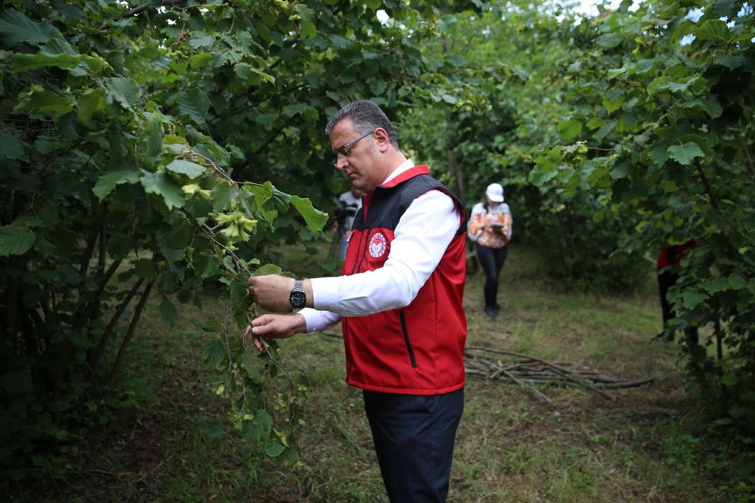 Ordu da 2025 fındık rekoltesi için tahminler yapılıyor 4
