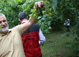 Ordu'da 2025 fındık rekoltesi için tahminler yapılıyor