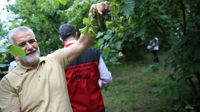 Ordu'da 2025 fındık rekoltesi için tahminler yapılıyor