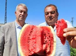 Araban'da karpuz hasadı başladı