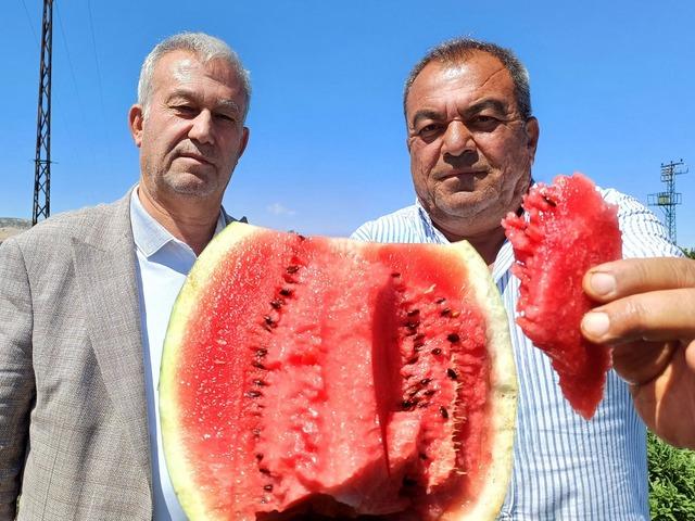 Araban'da karpuz hasadı başladı