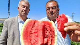 Araban'da karpuz hasadı başladı