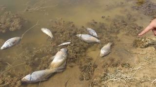 Kütahya’daki şüpheli balık ölümleri tedirgin etti