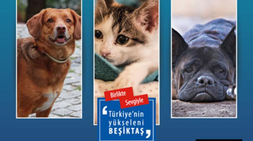 Sokak Hayvanları Şenliği başlıyor