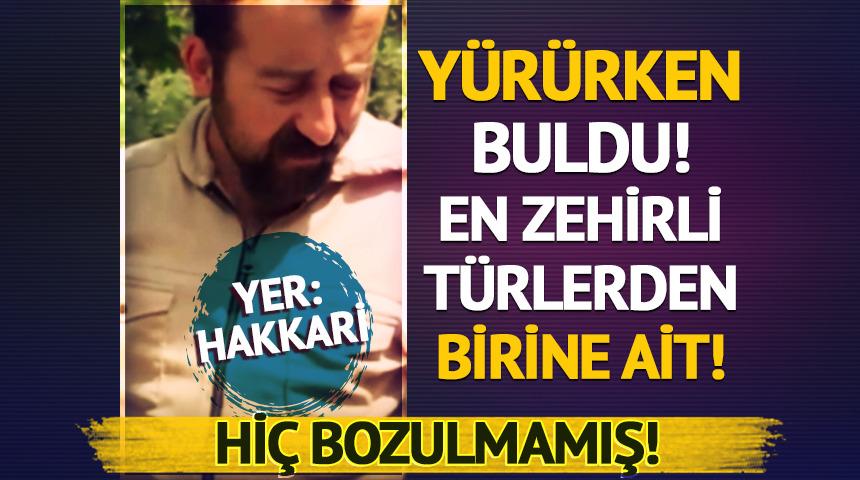 Yer: Hakkari! Yürürken buldu! En zehirli türlerden birine ait!
