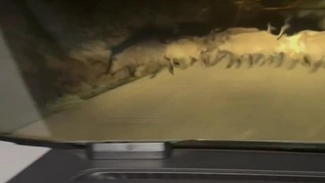 Karabük’te yola çıkan domuz sürüsü ve tilki kamerada