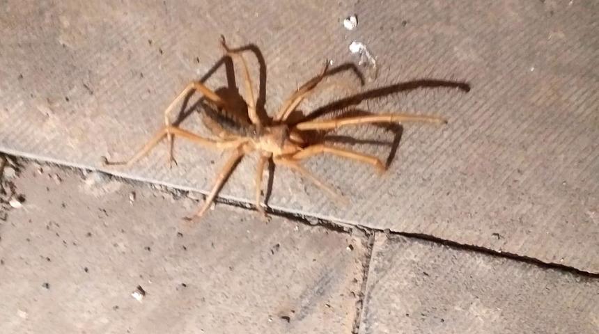 Sarıkız örümceği nedir, zehirli mi? Sarıkız örümceği ısırırsa ne olur?