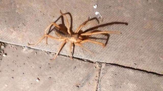 Sarıkız örümceği nerede yaşar? Sarıkız örümceği Türkiye'de nerelerde var?