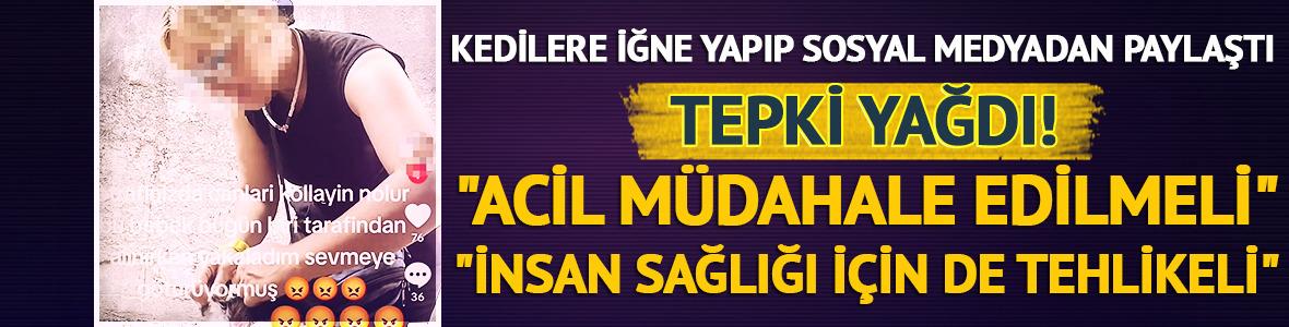 Kedilere iğne yapıp paylaştı! Tepki yağdı: "İnsan sağlığı için tehlikeli" 