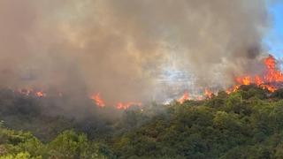 Kocaeli'de orman yangını çıktı
