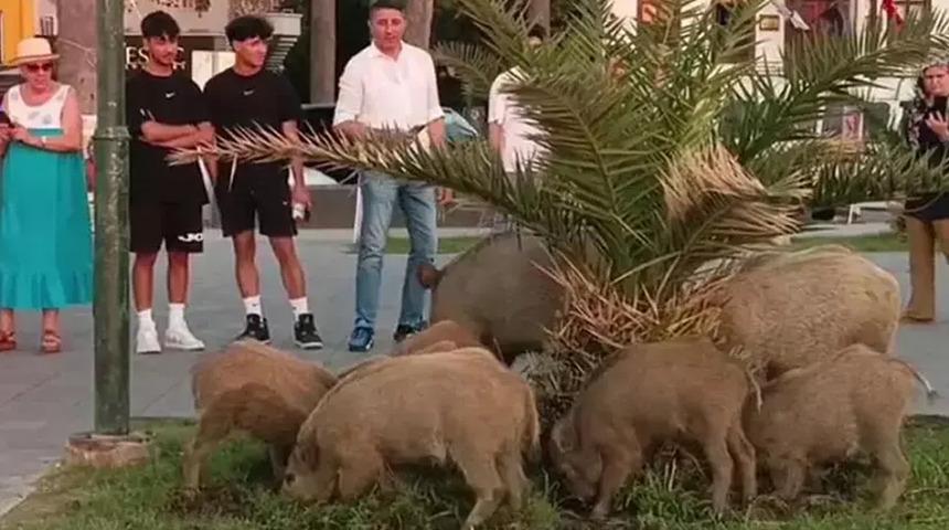 Şaşırtan manzara! Yaban domuzu sürüsü, ilçe merkezine indi