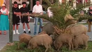 Şaşırtan manzara! Yaban domuzu sürüsü, ilçe merkezine indi