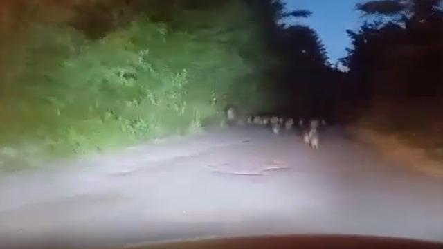 Zonguldak’ta 18 yavru domuz görüldü: O anlar sürücünün kamerasına yansıdı