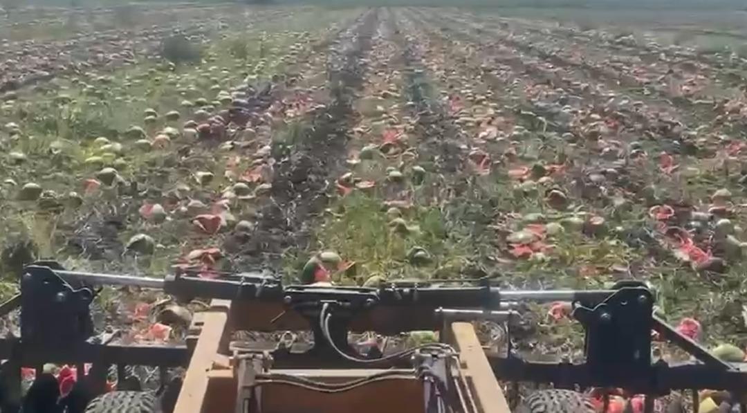 Fiyatı 1 TL ye düştü! Tek tek yere atıp kırdılar... Market fiyatına tepki 11