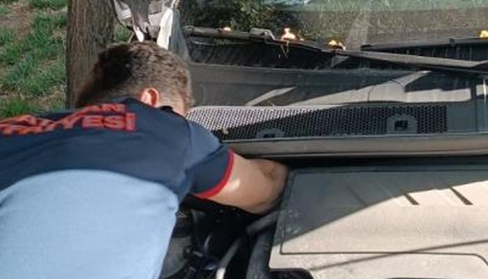 20514782-700x400 Batman'da otomobilin motoruna sıkışan kediyi itfaiye kurtardı