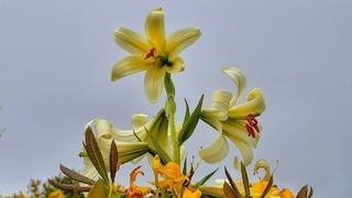 Bu çiçeği koparmanın cezası dudak uçuklatıyor! Sadece 20 gün ömrü var...