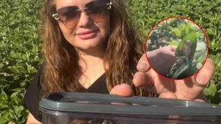 O şehirde ilk kez görüldü! Boyunu gören şaştı kaldı! Nesli tehlike altında...