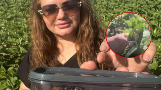 O şehirde ilk kez görüldü! Boyunu gören şaştı kaldı! Nesli tehlike altında...