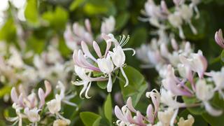 Hanımeli çiçeği ne zaman dikilir, ne zaman açar? Hanımeli çiçeği bakımı nasıl yapılır?