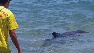 Kıyıya vuran yunus elbirliğiyle denize salındı