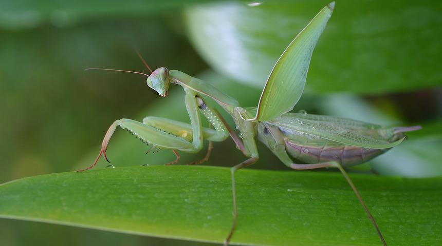 Mimikri nedir? Mimikri çeşitleri ve örnekleri