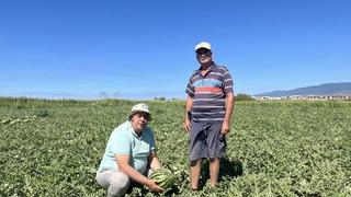 Edremit'te kabağa aşılı karpuzlar rağbet görmedi